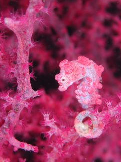 ピグミーシーホース