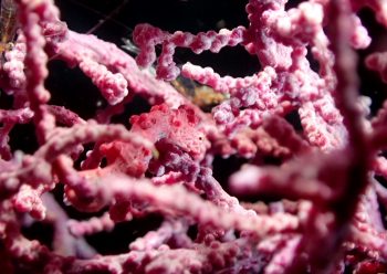 ピグミーシーホース