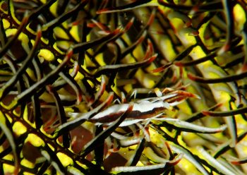 ウミシダヤドリエビ