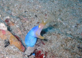 ハナヒゲウツボ