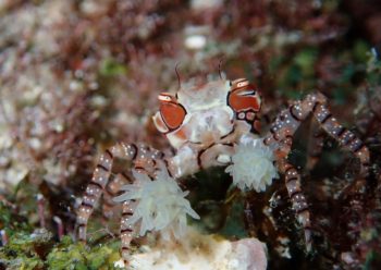 キンチャクガニ