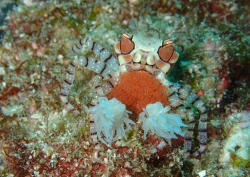 キンチャクガニ