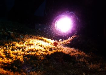 キンチャクガニ