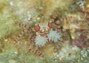 キンチャクガニ