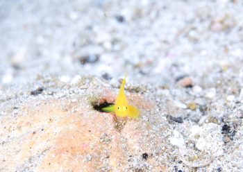 ミジンベニハゼ