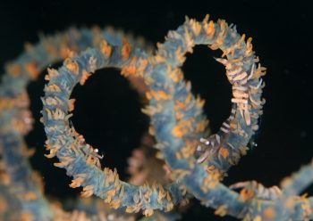 ムチカラマツエビ