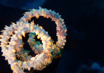 ムチカラマツエビ