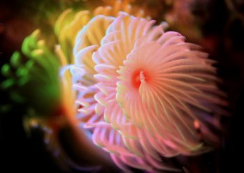 樋口レインボー