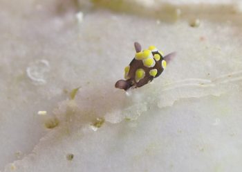 トンプソンコトリガイ