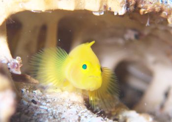 ミジンベニハゼ