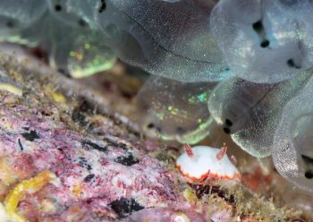 シラヒメウミウシ