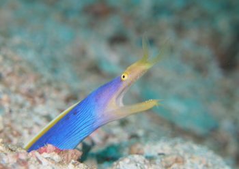 ハナヒゲウツボ