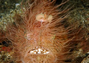 へアリーフロッグフィッシュ