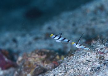 ヒレナガネジリンボウ・ネジリンボウ