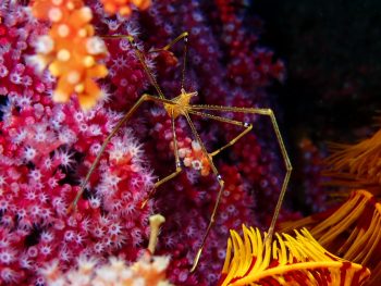 オルトマンワラエビ