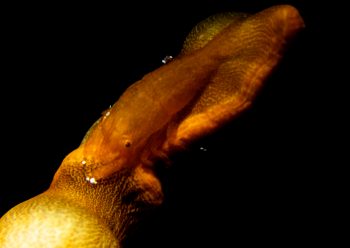 アヤトリカクレエビ