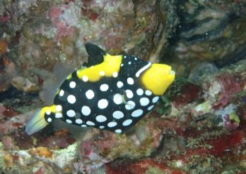 モンガラカワハギ