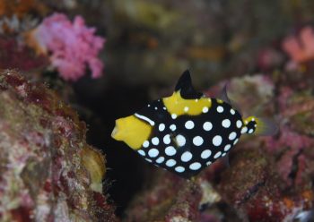 モンガラカワハギ