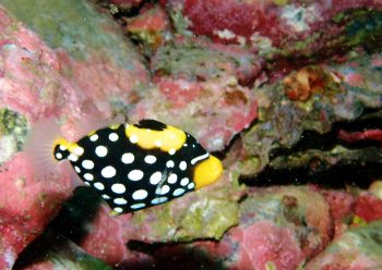 モンガラカワハギ