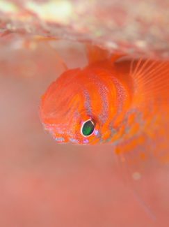 オキナワベニハゼ