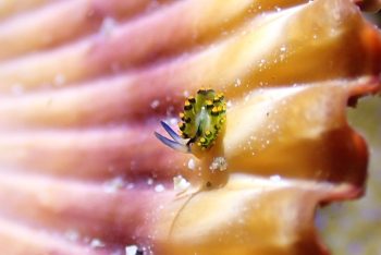 アオモウミウシ