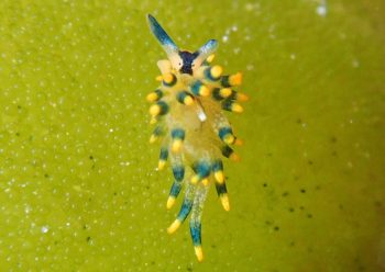 アオモウミウシ