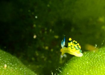 アオモウミウシ