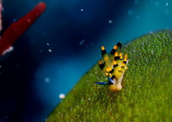 アオモウミウシ