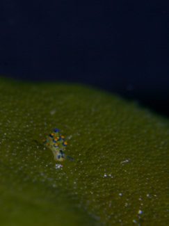 アオモウミウシ