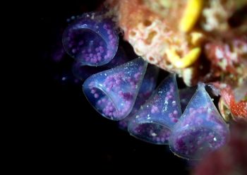 ナガサキニシキニナ 卵