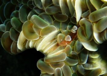 ハモポントニア・フンジコーラ