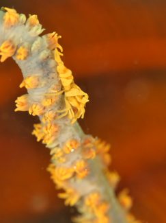 キミシグレカクレエビ