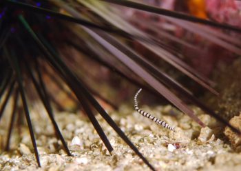 オイランヨウジ