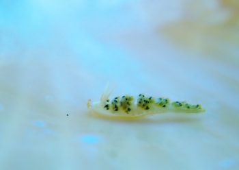 ゴシキミノウミウシ