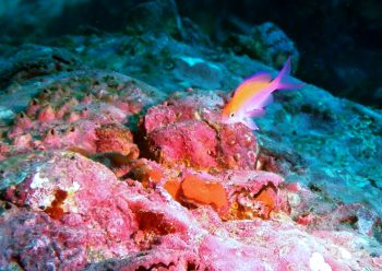 フタイロハナゴイ