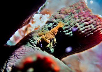 ポントニデス・マルディブエンシス