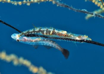 スジグロガラスハゼ