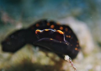 アカボシツバメガイ