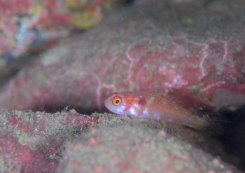 カタボシニシキベニハゼ