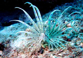 ハナミノカザゴ