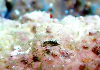 ターコイズミノウミウシ