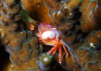 ヒメサンゴガニＳＰ