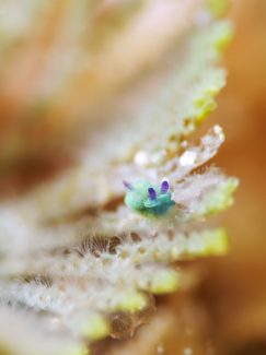 コミドリリュウグウウミウシ