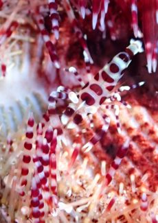 コールマンシュリンプ