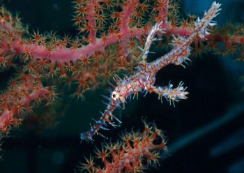 ニシキフウライウオ