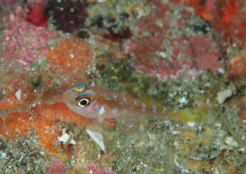 カシワベニハゼ