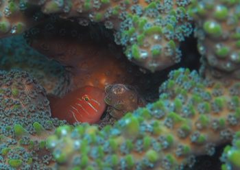 フタイロサンゴハゼ