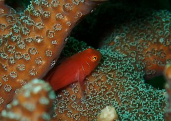 フタイロサンゴハゼ