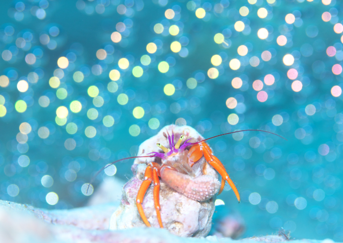 フルセゼブラヤドカリ