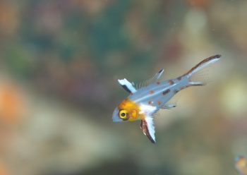 ヒオドシベラ幼魚